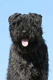 BOUVIER DES FLANDRES 067